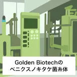 Golden Biotechベニクスノキタケ菌糸体